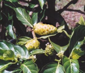 Plantas de Noni